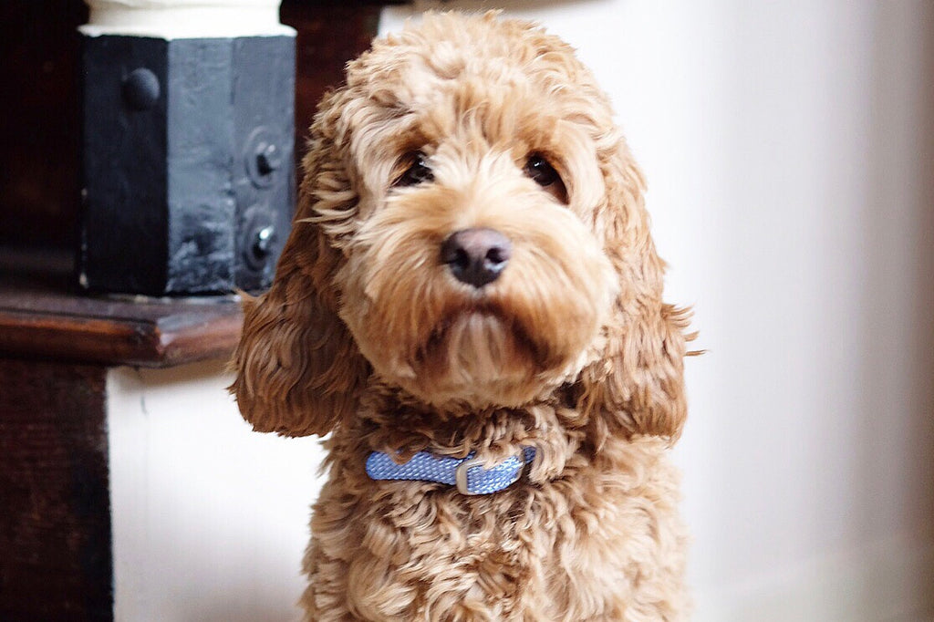 Everything you need to know about finding the perfect dog collar and leash for your Poodle mix | Nugget Nielsen