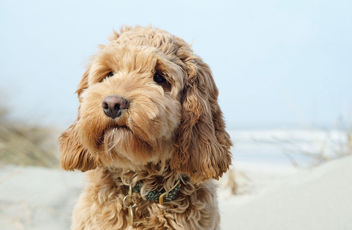 Grooming a sales cockapoo at home