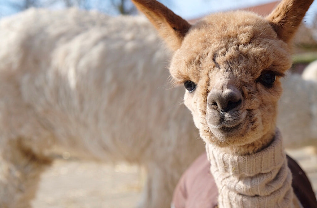 Benefits of Alpaca Wool