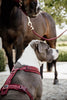 Dog Harness Active Velvet Bordeaux