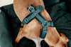 Dog Harness Active Velvet Pine Green