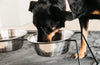 Dog Bowl Comfort Feeder Black