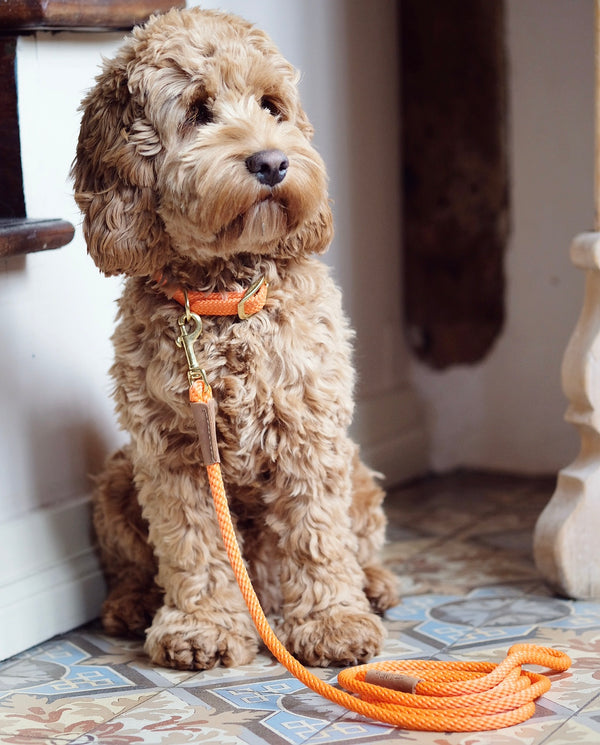 Dog Collar Orange