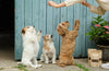 Natural Dog Treats- Beef