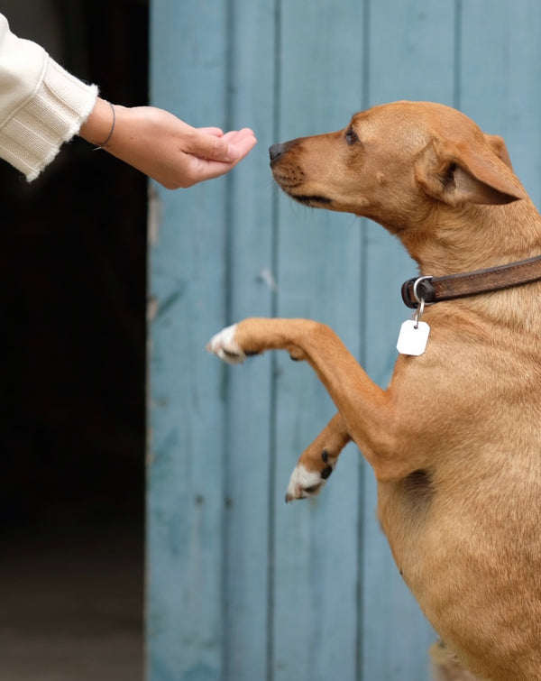 Natural Dog Treats- Beef