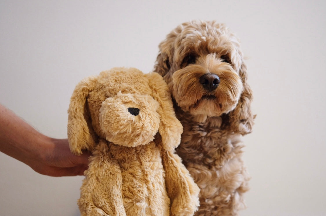 Plüsch Cockapoo Nugget – Nugget Nielsen
