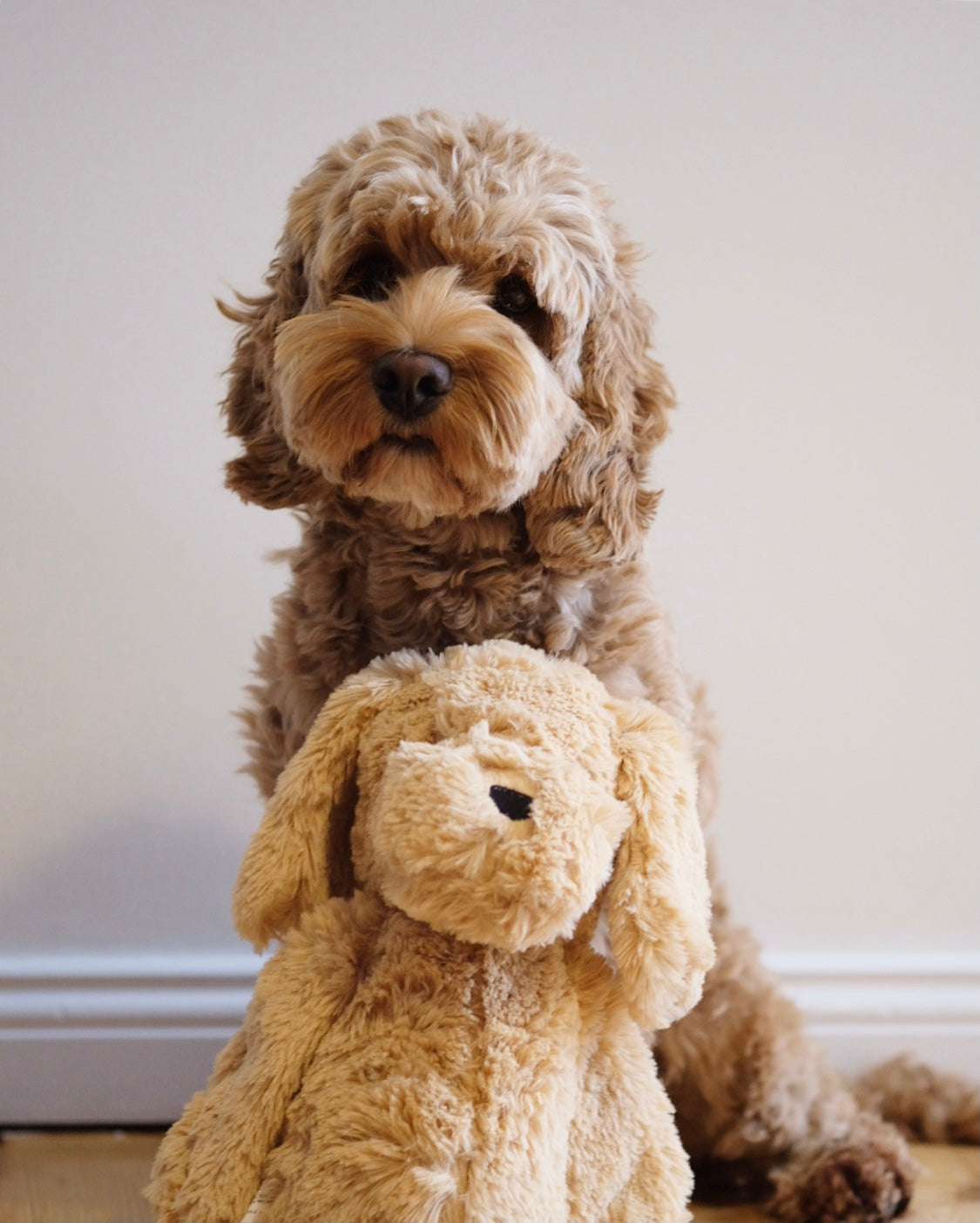 Plüsch Cockapoo Nugget – Nugget Nielsen